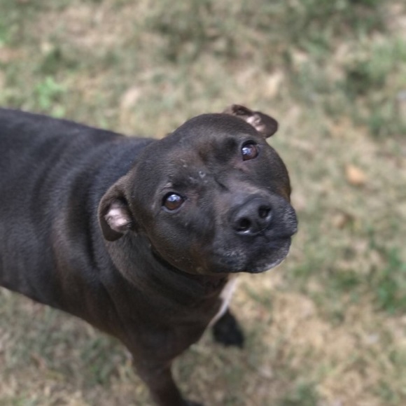 Meet your Posher, Fawn - Picture 4 of 7